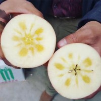順豐快遞新疆阿克蘇冰糖心蘋果應季水果脆甜紅富士一件代發(fā)