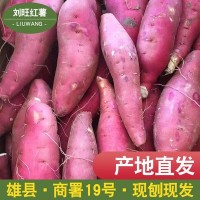 商薯19產地直發(fā) 打粉地瓜淀粉細膩油滑口味香甜白心板栗薯批發(fā)