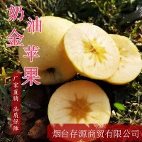 煙臺(tái)原產(chǎn)地奶油蘋果 山東金蘋果 果園批發(fā)新鮮水果掛樹果期長