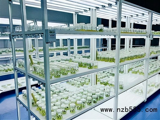 　▲時(shí)創(chuàng)科技的實(shí)驗(yàn)室育種