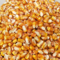 自然水風(fēng)干玉米粒，雞鴨鵝專用玉米