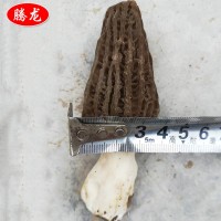 自家種植基地低價供應(yīng)餐飲生鮮 食用菌 鮮羊肚菌