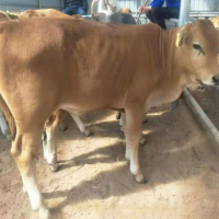 山東牛羊養(yǎng)殖供應 魯西黃牛 黃牛養(yǎng)殖基地 西門塔爾牛肉牛犢