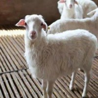 山西多胎湖羊養(yǎng)殖繁育場(chǎng)山西湖羊多少錢一只山西哪里有湖羊養(yǎng)殖場(chǎng)