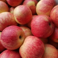 解鎖蘋(píng)果吃法西安品茶工作室脆嫩多汁承包三餐酸甜滋味