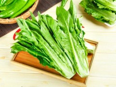 種植油麥菜的最佳時間！選對種植時間，油麥菜才能高產！