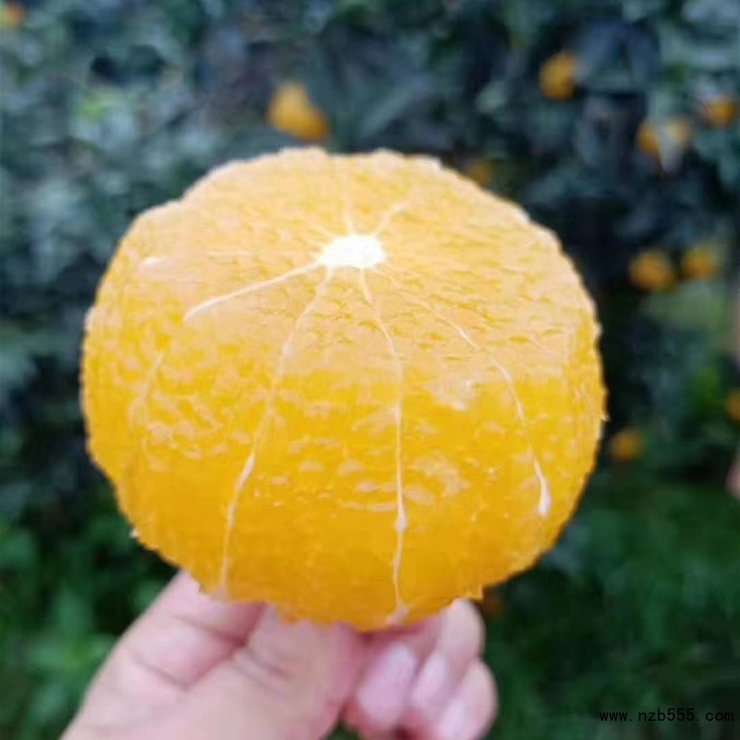 O1CN01QuBJOW1XmTVw9JxQu_!!2200710532966-0-cib