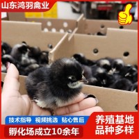 小雞活體家養觀賞蘆花雞 網紅萌寵蘆花活體幼崽迷你雞包活