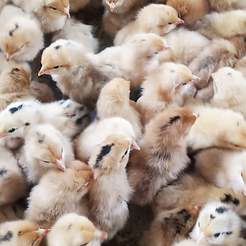 O1CN01oBJeeI1J7nuyaCUlX_!!2217854640982-0-cib (1)