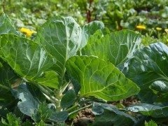 如何改善大棚土壤中顏色發(fā)青與發(fā)紅的問(wèn)題？