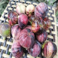 紅奧芬無花果樹苗1-2年苗 大青皮苗新地育苗 澤雨農(nóng)業(yè)