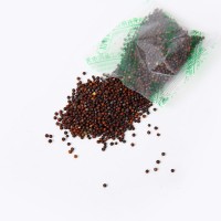 黑胖胖雜交黑菜種子雜交蘇州青矮青菜種子陽臺盆栽易種植蔬菜種子