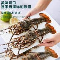 廠家直供小青龍蝦鮮活速凍大龍蝦大青龍花龍東山島大海蝦廠家直供