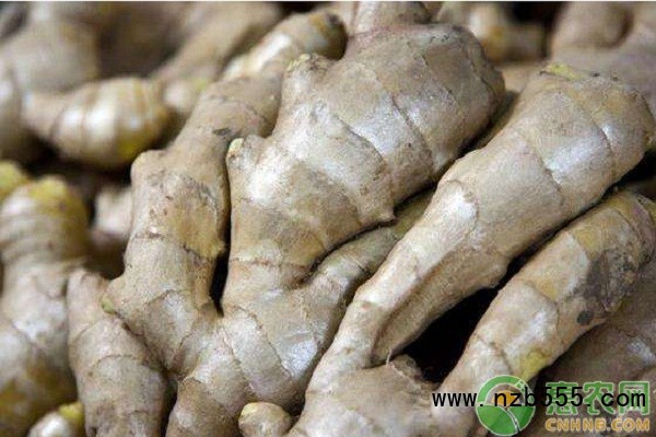  生姜栽培技術和管理-圖片版權歸惠農網(wǎng)所有