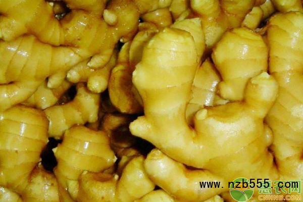  生姜栽培技術和管理-圖片版權歸惠農網(wǎng)所有