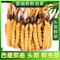 2024鮮蟲(chóng)草批發(fā)西藏那曲新鮮冬蟲(chóng)夏草泡水喝養(yǎng)生茶一手貨源代理