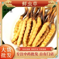 鮮蟲草 冬蟲夏草新鮮冬蟲夏草批發產地直發 規格齊全鮮冬蟲夏草