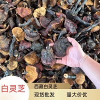 現貨批發西藏白靈芝散裝現貨500g干貨多規格批發量大價優現貨批發