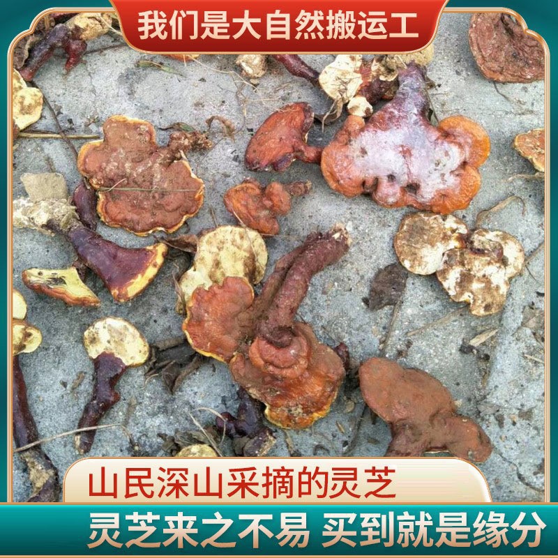 O1CN01loAFMQ1vVa0TBTMNc_!!3084316178-0-cib