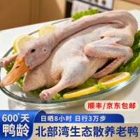 北海生態散養海鴨600天老鴨凈膛900克/只活鴨現殺急速鎖鮮GAP認證
