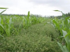 孜然套種玉米高產栽培技術要點