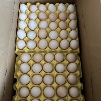 農(nóng)家散養(yǎng)土雞蛋糧食喂養(yǎng)土雞白殼紅殼批發(fā)谷物柴雞蛋笨雞蛋營養(yǎng)