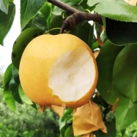 山東秋月梨萊陽梨果農新鮮采摘豐水梨南水梨水果煙臺秋月梨代發