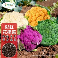 彩虹花椰菜種子紫花菜種籽春秋四季日本引進黃菜花松花菜蔬菜種孑