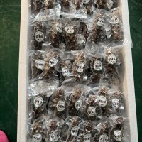 源頭工廠現(xiàn)貨批發(fā)口感Q彈鮮食海參鮮食刺參廠家代發(fā)即食海參500g