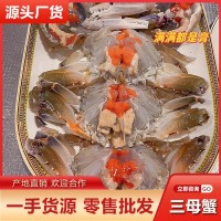 帶膏三目母蟹批發(fā) 鮮活速凍三點蟹冷凍梭子蟹膏蟹蟹肉煲新鮮海鮮