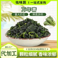 脫水蔬菜萬年青易泡發廠家批發嫩菜芯蔬菜干煮湯涼拌泡面萬年青干
