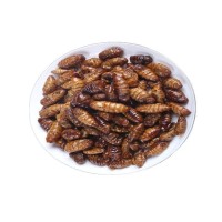 蠶蛹油炸蠶蛹香酥蠶蛹昆蟲(chóng)零食竹蟲(chóng)蟋蟀代發(fā)開(kāi)袋即食蠶蛹零食