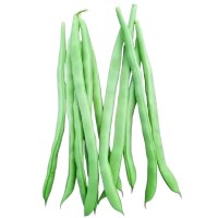 無架四季豆早熟地豆種子四季豆種子矮生不搭架陽臺可盆栽蔬菜種子