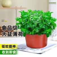 大盆薄荷可食用盆栽大苗驅(qū)蚊綠植迷迭香室內(nèi)四季香草植物貓薄荷葉