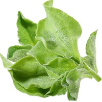 四季水晶冰菜種子冰菜籽種冰草菜籽陽(yáng)臺(tái)稀有蔬菜野菜