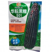 華耘黑糯501黑玉米種子黑糯玉米皮薄糯甜高產粘玉米種籽 春秋播種