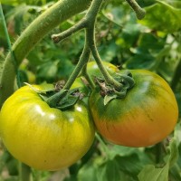 海陽(yáng)草莓西紅柿口感型番茄綠腚酸甜生吃戴安娜普羅旺斯 草莓柿子