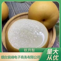 一件代發(fā)山東秋月梨禮盒裝9斤整箱應(yīng)季新鮮水果脆甜萊陽梨子