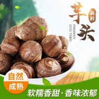批發(fā)精品芋頭新鮮應(yīng)季牛奶芋頭大球山東奶香芋頭軟糯香甜毛芋頭