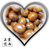 跑江湖板栗本小利大毛栗子油板栗地攤貨大量批發栗子仁栗子粉